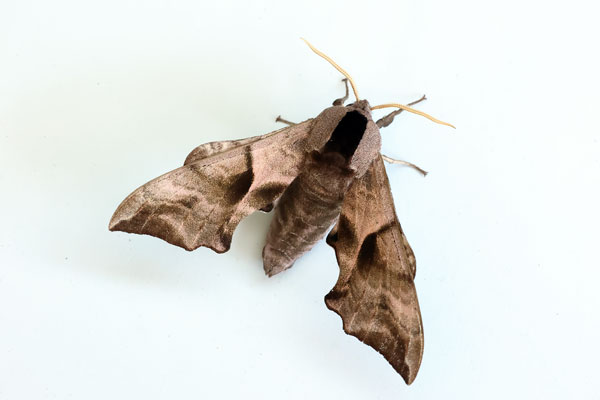 https://www.birdimages.net/lepidoptera/sphingidae/moth1329.jpg